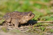 06_DSC9395_Common_Toad_no_pleasure_99pc