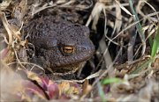 15_DSC0583_Common_Toad_anticipation_68pc