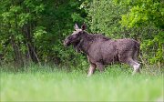 07_DSC6471_Elk_unarmed_36pc