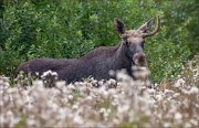 18_DSC3306_Elk_sinister_56pc