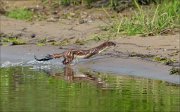 20_DSC7467_Eurasian_Ermine_tumble_14pc