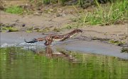 20_DSC7467_Eurasian_Ermine_tumble_14pc