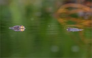 06_DSC1553_European_Fire-bellied_Toad_duo_96pc