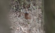 07_DSC4096_European_Hare_in_the_wood_37pc