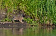 11_DSC6238_European_Hare_bankhide_41pc