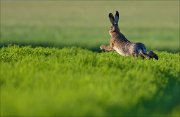 12_DSC5554_European_Hare_stretch_45pc