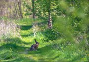 13_DSC7967_European_Hare_boundary_72pc