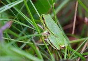 02_DSC8595_European_Tree_Frog_in_the_grass_91pc