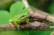 02_DSC9844_European_Tree_Frog_in_rubies_80pc