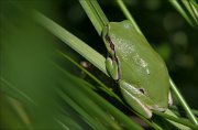 12_DSC9484_European_Tree_Frog_peaceful_65pc