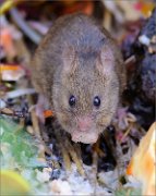 05_DSC6084_House_Mouse_freegan_26pc