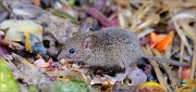 05_DSC6120_House_Mouse_Im_not_freegan_but_34pc