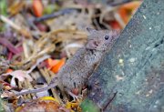 05_DSC6128_House_Mouse_calisthenics_58pc