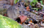 05_DSC6139_House_Mouse_tomato-lover_44pc