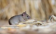 07_DSC0890_House_Mouse_modesty_77pc