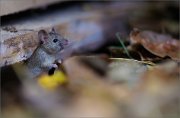 07_DSC0960_House_Mouse_smell_examination_96pc