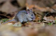 07_DSC0994_House_Mouse_big-eared_79pc