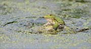 01_DSC0522_Marsh_frog_mating_season_77pc