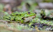 06_DSC7885_Marsh_frog_lying-in-wait_86pc