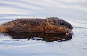 03_DSC3175_Muskrat_semi_portrait_95pc