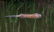 17_DSC6146_Muskrat_scut_75pc