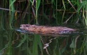 17_DSC6167_Muskrat_stroke_35pc