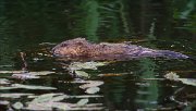 17_DSC6190_Muskrat_gobble_55pc