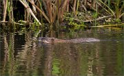 P1050830_Muskrat_passage_82pc