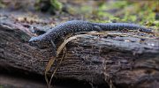 24_DSC0998_Northern_Crested_Newt_descend_83pc