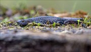 24_DSC1020_Northern_Crested_Newt_crawl_54pc