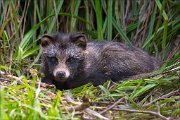 18_DSC3266_Raccoon_Dog_conceal_63pc