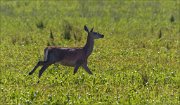 23_DSC5142_Red_Deer_stalk_31pc