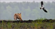 01_DSC0220_Fox_running_fast_44pc