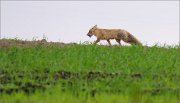 01_DSC0232_Red_Fox_lapwing's_egg_30pc