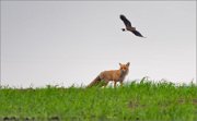 01_DSC0237_Fox_in_searching_for_eggs_36pc