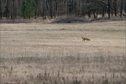 07_DSC4452_Red_Fox_daylight_walk_100pc