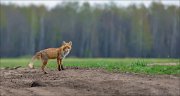 12_DSC4575_Red_Fox_ambiance_44pc