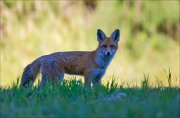 13_DSC0434_Red_Fox_specter_81pc