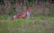 13_DSC0469_Red_Fox_aspire_55pc