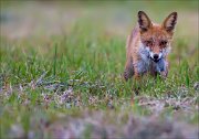 13_DSC0509_Red_Fox_tribute_38pc