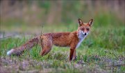 13_DSC0556_Red_Fox_foul_98pc