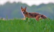 14_DSC1551_Red_Fox_night_shift_42pc