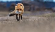 14_DSC6286_Red_Fox_mileage_41pc