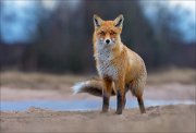 14_DSC6310_Red_Fox_giddy_78pc