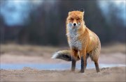 14_DSC6312_Red_Fox_windy_72pc