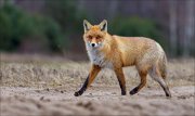 14_DSC6327_Red_Fox_allure_116pc