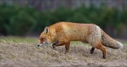 14_DSC6333_Red_Fox_rummage_125pc