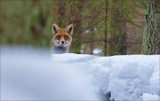 14_DSC9360_Red_Fox_peep_58pc