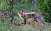 17_DSC4950_Red_Fox_gloaming_37pc