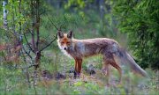 17_DSC4950_Red_Fox_gloaming_37pc